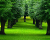 Nature Green Augi Koki