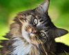 Tabby Cat In The Grass