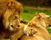 Royal Family Lions