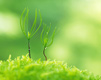Mazie augi Grass