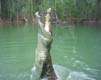 Crocodile