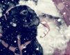A Pug Christmas